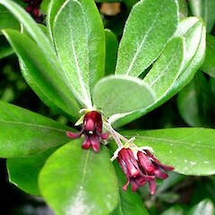 Close up of female flowers. Sep 2006.<br>Photographer: Peter J de Lange, Licence: <a target='_blank' href='https://creativecommons.org/licenses/by-nc/4.0'>CC BY-NC</a>.