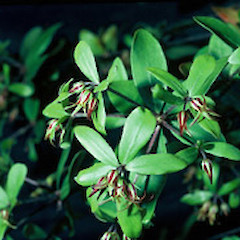 Photo by John Smith-Dodsworth.<br>Photographer: John Smith-Dodsworth, Licence: <a target='_blank' href='https://creativecommons.org/licenses/by-nc/4.0'>CC BY-NC</a>.