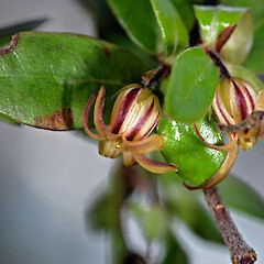 Pittosporum pimeleoides subsp. majus