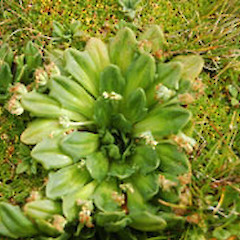Enderby Island.<br>Photographer: David A. Norton, Licence: <a target='_blank' href='https://creativecommons.org/licenses/by-nc/4.0'>CC BY-NC</a>.