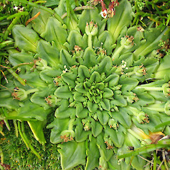 Enderby Island.<br>Photographer: John Barkla, Licence: <a target='_blank' href='https://creativecommons.org/licenses/by/4.0'>CC BY</a>. <a class='member-message' href='/nzpcn/why-join-nzpcn/' target='_blank'>Members can view a larger version of this image.</a>