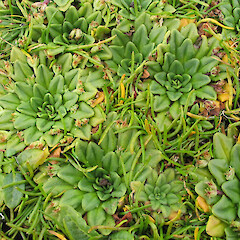 Enderby Island.<br>Photographer: John Barkla, Licence: <a target='_blank' href='https://creativecommons.org/licenses/by/4.0'>CC BY</a>. <a class='member-message' href='/nzpcn/why-join-nzpcn/' target='_blank'>Members can view a larger version of this image.</a>