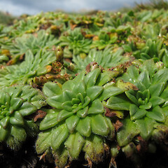 Enderby Island.<br>Photographer: John Barkla, Licence: <a target='_blank' href='https://creativecommons.org/licenses/by/4.0'>CC BY</a>. <a class='member-message' href='/nzpcn/why-join-nzpcn/' target='_blank'>Members can view a larger version of this image.</a>