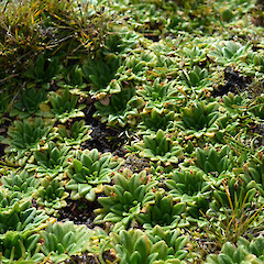 Enderby Island.<br>Photographer: Jane Gosden, Licence: <a target='_blank' href='https://creativecommons.org/licenses/by-nc-sa/4.0'>CC BY-NC-SA</a>. <a class='member-message' href='/nzpcn/why-join-nzpcn/' target='_blank'>Members can view a larger version of this image.</a>
