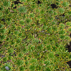 Enderby Island.<br>Photographer: Jane Gosden, Licence: <a target='_blank' href='https://creativecommons.org/licenses/by-nc-sa/4.0'>CC BY-NC-SA</a>. <a class='member-message' href='/nzpcn/why-join-nzpcn/' target='_blank'>Members can view a larger version of this image.</a>