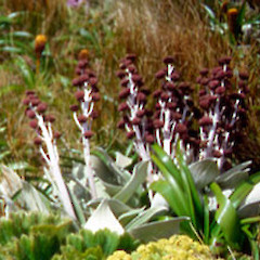 Pleurophyllum criniferum.<br>Photographer: Vivienne McGlynn, Licence: <a target='_blank' href='https://creativecommons.org/licenses/by-nc/4.0'>CC BY-NC</a>.