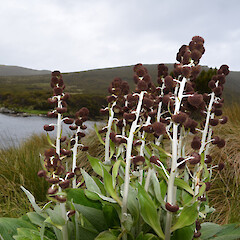 Campbell Island.<br>Photographer: Jane Gosden, Licence: <a target='_blank' href='https://creativecommons.org/licenses/by-nc-sa/4.0'>CC BY-NC-SA</a>. <a class='member-message' href='/nzpcn/why-join-nzpcn/' target='_blank'>Members can view a larger version of this image.</a>