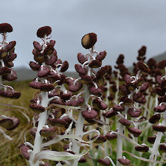 Campbell Island.<br>Photographer: Jane Gosden, Licence: <a target='_blank' href='https://creativecommons.org/licenses/by-nc-sa/4.0'>CC BY-NC-SA</a>. <a class='member-message' href='/nzpcn/why-join-nzpcn/' target='_blank'>Members can view a larger version of this image.</a>