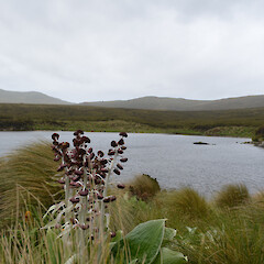 Campbell Island.<br>Photographer: Jane Gosden, Licence: <a target='_blank' href='https://creativecommons.org/licenses/by-nc-sa/4.0'>CC BY-NC-SA</a>. <a class='member-message' href='/nzpcn/why-join-nzpcn/' target='_blank'>Members can view a larger version of this image.</a>