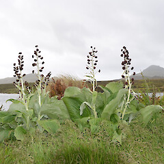 Campbell Island.<br>Photographer: Jane Gosden, Licence: <a target='_blank' href='https://creativecommons.org/licenses/by-nc-sa/4.0'>CC BY-NC-SA</a>. <a class='member-message' href='/nzpcn/why-join-nzpcn/' target='_blank'>Members can view a larger version of this image.</a>