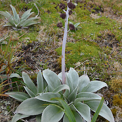 Campbell Island.<br>Photographer: Jane Gosden, Licence: <a target='_blank' href='https://creativecommons.org/licenses/by-nc-sa/4.0'>CC BY-NC-SA</a>. <a class='member-message' href='/nzpcn/why-join-nzpcn/' target='_blank'>Members can view a larger version of this image.</a>