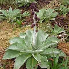 Campbell Island.<br>Photographer: Jane Gosden, Licence: <a target='_blank' href='https://creativecommons.org/licenses/by-nc-sa/4.0'>CC BY-NC-SA</a>. <a class='member-message' href='/nzpcn/why-join-nzpcn/' target='_blank'>Members can view a larger version of this image.</a>