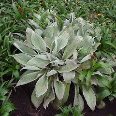Campbell Island.<br>Photographer: Jane Gosden, Licence: <a target='_blank' href='https://creativecommons.org/licenses/by-nc-sa/4.0'>CC BY-NC-SA</a>. <a class='member-message' href='/nzpcn/why-join-nzpcn/' target='_blank'>Members can view a larger version of this image.</a>
