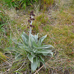 Campbell Island.<br>Photographer: Jane Gosden, Licence: <a target='_blank' href='https://creativecommons.org/licenses/by-nc-sa/4.0'>CC BY-NC-SA</a>. <a class='member-message' href='/nzpcn/why-join-nzpcn/' target='_blank'>Members can view a larger version of this image.</a>