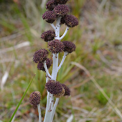 Campbell Island.<br>Photographer: Jane Gosden, Licence: <a target='_blank' href='https://creativecommons.org/licenses/by-nc-sa/4.0'>CC BY-NC-SA</a>. <a class='member-message' href='/nzpcn/why-join-nzpcn/' target='_blank'>Members can view a larger version of this image.</a>