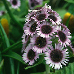 A close up of flower.<br>Photographer: Chris Rance, Licence: <a target='_blank' href='https://creativecommons.org/licenses/by-nc/4.0'>CC BY-NC</a>.