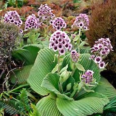 Pleurophyllum speciosum.<br>Photographer: Vivienne McGlynn, Licence: <a target='_blank' href='https://creativecommons.org/licenses/by-nc/4.0'>CC BY-NC</a>.
