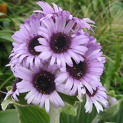 Campbell Island.<br>Photographer: John Barkla, Licence: <a target='_blank' href='https://creativecommons.org/licenses/by/4.0'>CC BY</a>. <a class='member-message' href='/nzpcn/why-join-nzpcn/' target='_blank'>Members can view a larger version of this image.</a>