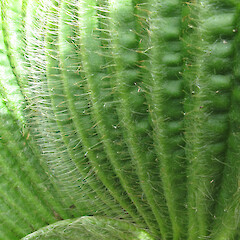 Campbell Island.<br>Photographer: John Barkla, Licence: <a target='_blank' href='https://creativecommons.org/licenses/by/4.0'>CC BY</a>. <a class='member-message' href='/nzpcn/why-join-nzpcn/' target='_blank'>Members can view a larger version of this image.</a>