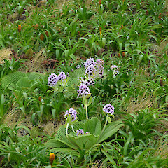 Campbell Island.<br>Photographer: Jane Gosden, Licence: <a target='_blank' href='https://creativecommons.org/licenses/by-nc-sa/4.0'>CC BY-NC-SA</a>. <a class='member-message' href='/nzpcn/why-join-nzpcn/' target='_blank'>Members can view a larger version of this image.</a>