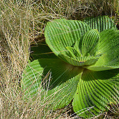Campbell Island.<br>Photographer: Jane Gosden, Licence: <a target='_blank' href='https://creativecommons.org/licenses/by-nc-sa/4.0'>CC BY-NC-SA</a>. <a class='member-message' href='/nzpcn/why-join-nzpcn/' target='_blank'>Members can view a larger version of this image.</a>