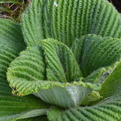 Campbell Island.<br>Photographer: Jane Gosden, Licence: <a target='_blank' href='https://creativecommons.org/licenses/by-nc-sa/4.0'>CC BY-NC-SA</a>. <a class='member-message' href='/nzpcn/why-join-nzpcn/' target='_blank'>Members can view a larger version of this image.</a>