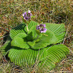 Campbell Island.<br>Photographer: Jane Gosden, Licence: <a target='_blank' href='https://creativecommons.org/licenses/by-nc-sa/4.0'>CC BY-NC-SA</a>. <a class='member-message' href='/nzpcn/why-join-nzpcn/' target='_blank'>Members can view a larger version of this image.</a>