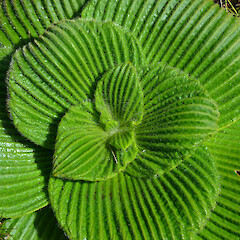 Campbell Island.<br>Photographer: Jane Gosden, Licence: <a target='_blank' href='https://creativecommons.org/licenses/by-nc-sa/4.0'>CC BY-NC-SA</a>. <a class='member-message' href='/nzpcn/why-join-nzpcn/' target='_blank'>Members can view a larger version of this image.</a>