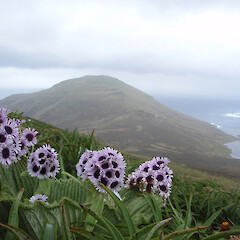 Campbell Island.<br>Photographer: Jane Gosden, Licence: <a target='_blank' href='https://creativecommons.org/licenses/by-nc-sa/4.0'>CC BY-NC-SA</a>. <a class='member-message' href='/nzpcn/why-join-nzpcn/' target='_blank'>Members can view a larger version of this image.</a>