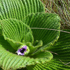 Campbell Island.<br>Photographer: Jane Gosden, Licence: <a target='_blank' href='https://creativecommons.org/licenses/by-nc-sa/4.0'>CC BY-NC-SA</a>. <a class='member-message' href='/nzpcn/why-join-nzpcn/' target='_blank'>Members can view a larger version of this image.</a>