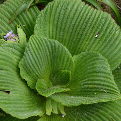 Campbell Island.<br>Photographer: Jane Gosden, Licence: <a target='_blank' href='https://creativecommons.org/licenses/by-nc-sa/4.0'>CC BY-NC-SA</a>. <a class='member-message' href='/nzpcn/why-join-nzpcn/' target='_blank'>Members can view a larger version of this image.</a>