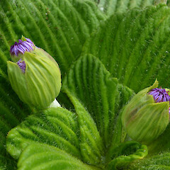 Campbell Island.<br>Photographer: Jane Gosden, Licence: <a target='_blank' href='https://creativecommons.org/licenses/by-nc-sa/4.0'>CC BY-NC-SA</a>. <a class='member-message' href='/nzpcn/why-join-nzpcn/' target='_blank'>Members can view a larger version of this image.</a>