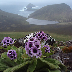 Campbell Island.<br>Photographer: Jane Gosden, Licence: <a target='_blank' href='https://creativecommons.org/licenses/by-nc-sa/4.0'>CC BY-NC-SA</a>. <a class='member-message' href='/nzpcn/why-join-nzpcn/' target='_blank'>Members can view a larger version of this image.</a>