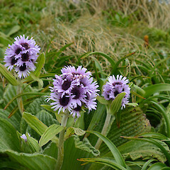 Campbell Island.<br>Photographer: Jane Gosden, Licence: <a target='_blank' href='https://creativecommons.org/licenses/by-nc-sa/4.0'>CC BY-NC-SA</a>. <a class='member-message' href='/nzpcn/why-join-nzpcn/' target='_blank'>Members can view a larger version of this image.</a>