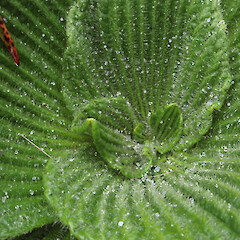 Campbell Island.<br>Photographer: Jane Gosden, Licence: <a target='_blank' href='https://creativecommons.org/licenses/by-nc-sa/4.0'>CC BY-NC-SA</a>. <a class='member-message' href='/nzpcn/why-join-nzpcn/' target='_blank'>Members can view a larger version of this image.</a>