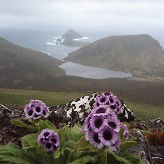 Campbell Island.<br>Photographer: Jane Gosden, Licence: <a target='_blank' href='https://creativecommons.org/licenses/by-nc-sa/4.0'>CC BY-NC-SA</a>. <a class='member-message' href='/nzpcn/why-join-nzpcn/' target='_blank'>Members can view a larger version of this image.</a>