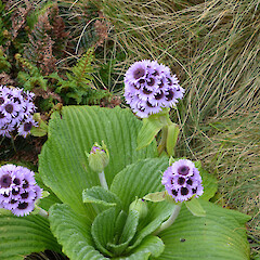 Campbell Island.<br>Photographer: Jane Gosden, Licence: <a target='_blank' href='https://creativecommons.org/licenses/by-nc-sa/4.0'>CC BY-NC-SA</a>. <a class='member-message' href='/nzpcn/why-join-nzpcn/' target='_blank'>Members can view a larger version of this image.</a>