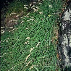 Raoul Island.<br>Photographer: Bec Stanley, Licence: <a target='_blank' href='https://creativecommons.org/licenses/by-sa/4.0'>CC BY-SA</a>. <a class='member-message' href='/nzpcn/why-join-nzpcn/' target='_blank'>Members can view a larger version of this image.</a>