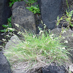 Raoul Island.<br>Photographer: Bec Stanley, Licence: <a target='_blank' href='https://creativecommons.org/licenses/by-sa/4.0'>CC BY-SA</a>.