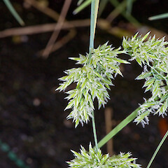 In cultivation ex Raoul Island.<br>Photographer: Jeremy R. Rolfe, Date taken: 19/10/2007, Licence: <a target='_blank' href='https://creativecommons.org/licenses/by/4.0'>CC BY</a>. <a class='member-message' href='/nzpcn/why-join-nzpcn/' target='_blank'>Members can view a larger version of this image.</a>