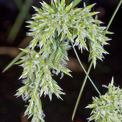 In cultivation ex Raoul Island.<br>Photographer: Jeremy R. Rolfe, Date taken: 19/10/2007, Licence: <a target='_blank' href='https://creativecommons.org/licenses/by/4.0'>CC BY</a>. <a class='member-message' href='/nzpcn/why-join-nzpcn/' target='_blank'>Members can view a larger version of this image.</a>