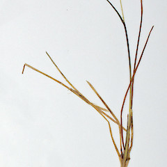 Herbarium specimen,© Allan Herbarium, Landcare Research Ltd.<br>Photographer: Peter B. Heenan, Licence: <a target='_blank' href='https://creativecommons.org/licenses/by-nc/4.0'>CC BY-NC</a>.