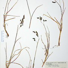 Herbarium specimen, © Allan Herbarium, Landcare Research Ltd.<br>Photographer: Peter B. Heenan, Licence: <a target='_blank' href='https://creativecommons.org/licenses/by-nc/4.0'>CC BY-NC</a>.