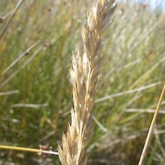 Dune form, Kaingaroa, Chatham Islands.<br>Photographer: John Sawyer, Licence: <a target='_blank' href='https://creativecommons.org/licenses/by-nc/4.0'>CC BY-NC</a>.