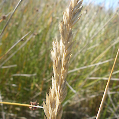 Dune form, Kaingaroa, Chatham Islands.<br>Photographer: John Sawyer, Licence: <a target='_blank' href='https://creativecommons.org/licenses/by-nc/4.0'>CC BY-NC</a>. <a class='member-message' href='/nzpcn/why-join-nzpcn/' target='_blank'>Members can view a larger version of this image.</a>