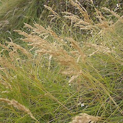 Otauwe, Chatham Island.<br>Photographer: John Sawyer, Licence: <a target='_blank' href='https://creativecommons.org/licenses/by-nc/4.0'>CC BY-NC</a>. <a class='member-message' href='/nzpcn/why-join-nzpcn/' target='_blank'>Members can view a larger version of this image.</a>