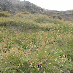 Chatham Island.<br>Photographer: John Sawyer, Licence: <a target='_blank' href='https://creativecommons.org/licenses/by-nc/4.0'>CC BY-NC</a>. <a class='member-message' href='/nzpcn/why-join-nzpcn/' target='_blank'>Members can view a larger version of this image.</a>