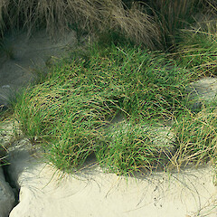 Tangepu Covenant, Tuitiri Stream, Chatham Island.<br>Photographer: Peter J de Lange, Licence: <a target='_blank' href='https://creativecommons.org/licenses/by-nc/4.0'>CC BY-NC</a>. <a class='member-message' href='/nzpcn/why-join-nzpcn/' target='_blank'>Members can view a larger version of this image.</a>