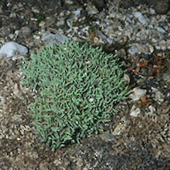 Poa pygmaea
