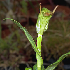 In cultivation.<br>Photographer: Jeremy R. Rolfe, Date taken: 03/11/2008, Licence: <a target='_blank' href='https://creativecommons.org/licenses/by/4.0'>CC BY</a>.